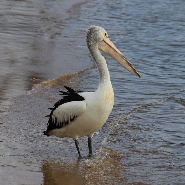 A pelican standing tall