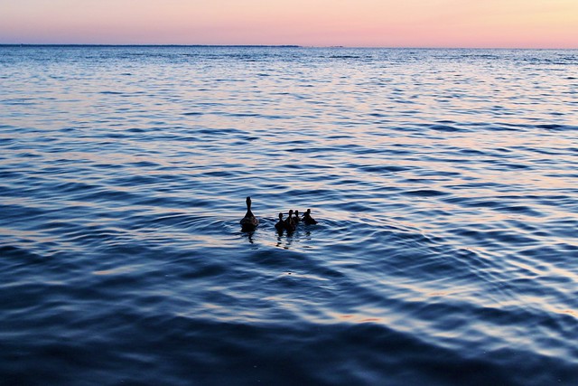 Duck & ducklings on Oneida Lake