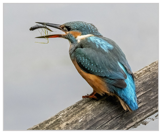Female Kingfisher about to enjoy her well deserved catch