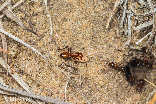 Slave-maker ants (Polyergus sp.) and slaves (Formica sp.) | Flickr