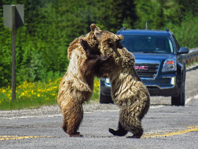 Grizzly Bear play-fight
