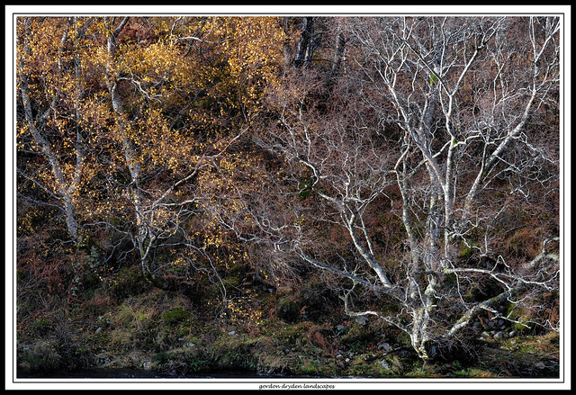 two trees -autumnal Torridon