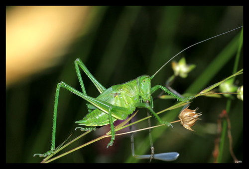 Tettigonia viridissima | by jeremie.gellie