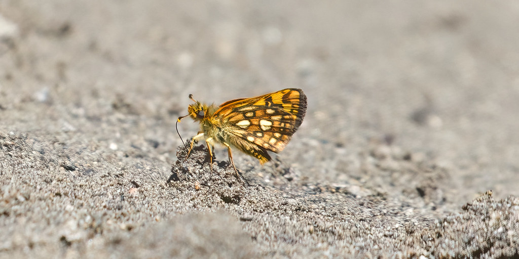 Butterfly or Moth ? Kinda both- Chequered Skipper or Arctic Skipper