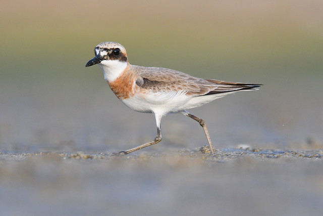 Greater Sand Plover (breeding plumage) - Apr 2022 - 3