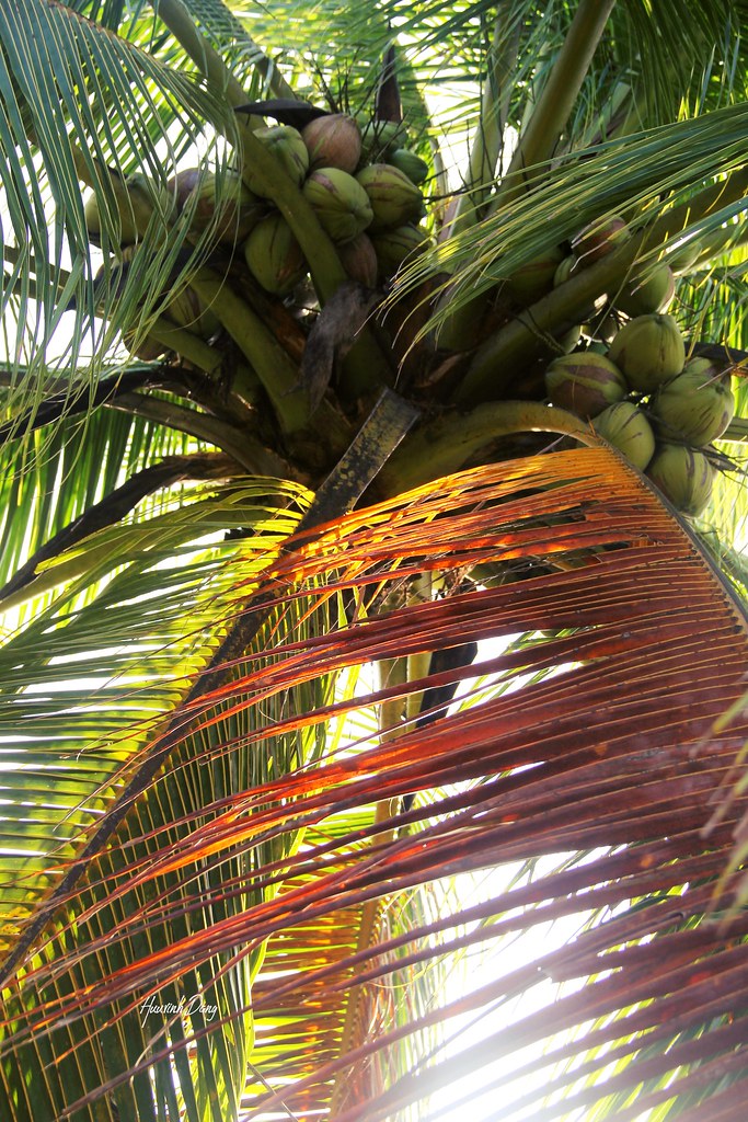 Coconut tree. | Huuvinh Dang | Flickr