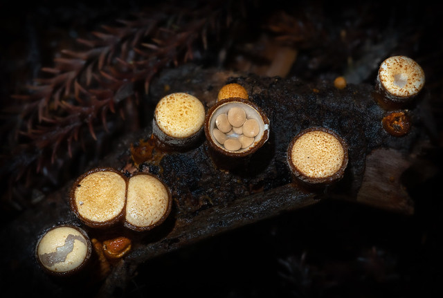 Common Bird's Nest Fungus-  Crucibulum simile