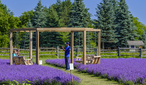 Posting South Bay Fields Lavender Farm - DSH6767 | by Alleung555