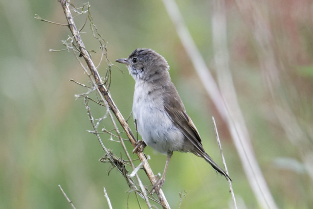 Whitethroat Cooley