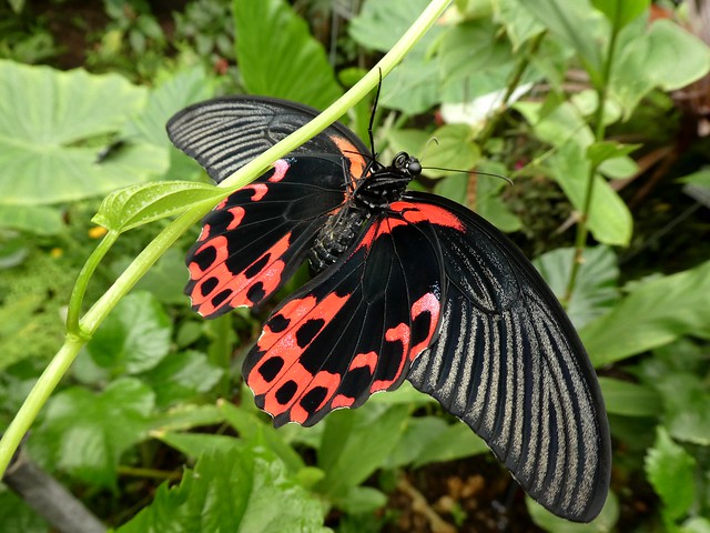 Papilio rumanzovia - Mormon Ecarlate, Porte-queue Ecarlate (FR) ♀ - Red Mormon, Scarlet Mormon, Scarlet swallowtail (UK) - Scharlachroter Schwalbenschwanz (DE)
