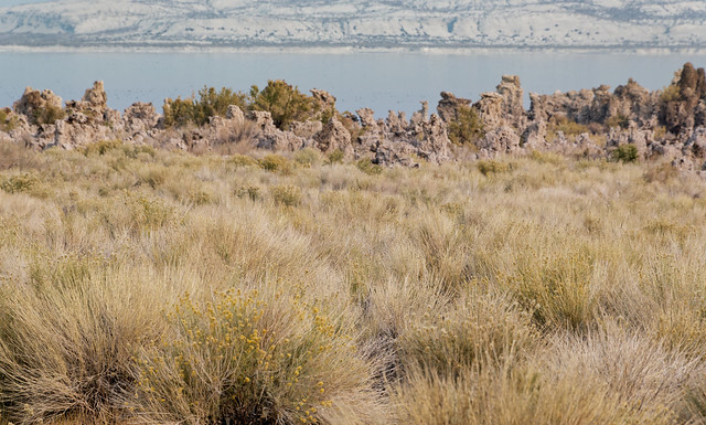 Watching the Wild Grasses Blow Across a Meadow at Mono Lake