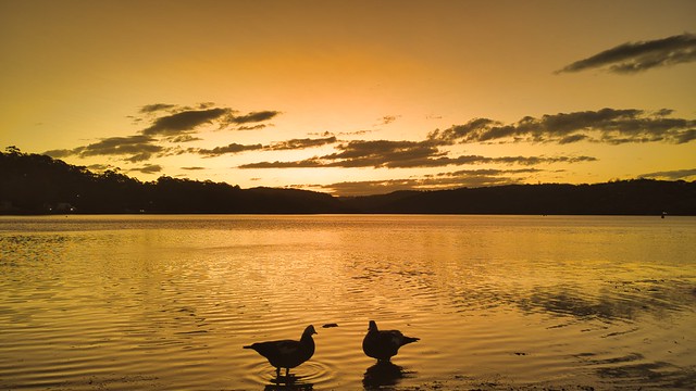 Duck Silhouettes