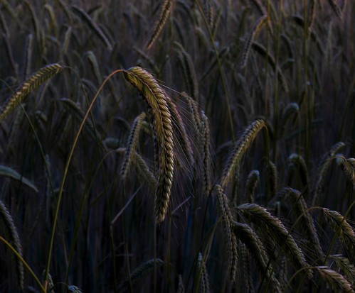 Stand out by Andy Stones, A walk amongst the barley at sunsetlight darkness sunlit sunset field farming farmland agriculture a