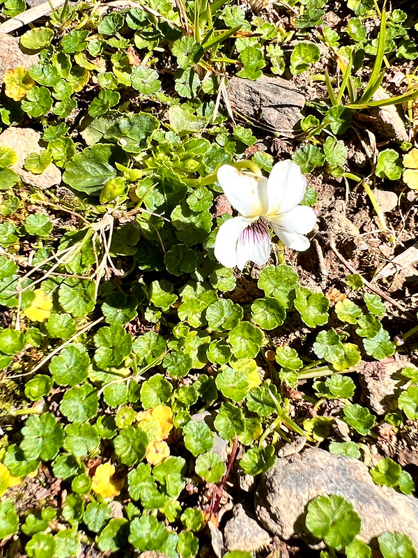 Viola formosana Hayata 台灣菫菜 on the trail to Mt. Xinan