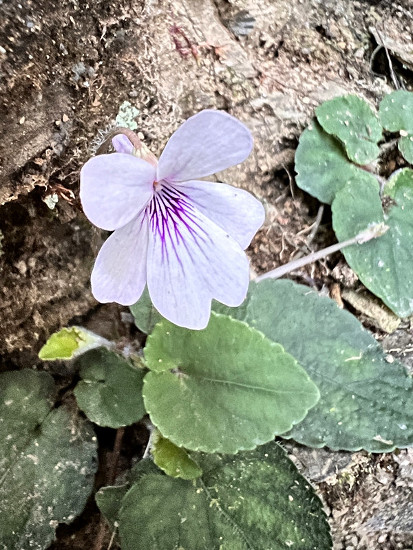 Viola hypoleuca Hayata 川上氏菫菜 on the trail to Mt. Xinan