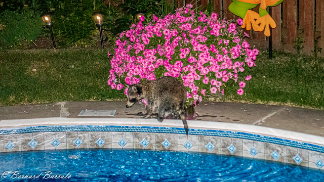 4 a.m. Surprise, surprise - Pool Party - Vive la piscine! Visite des ratons laveurs au beau milieu de la nuit dans ma cour arrière  -Raccoons' visit In the middle of the night in my backyard