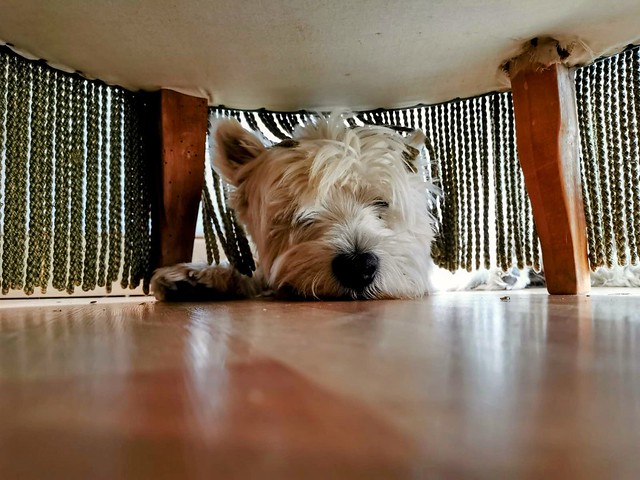 Lofty se cache sous les meubles pour se protéger de la canicule