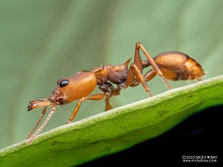 Ant (Daceton armigerum) - P6088870