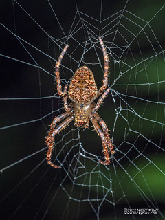 Orb weaver spider (Parawixia sp.) - P6088808
