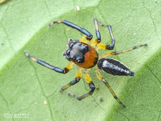Jumping spider (Amycus sp.) - P6078748
