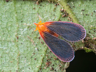 Planthopper (Derbidae) - P6078542