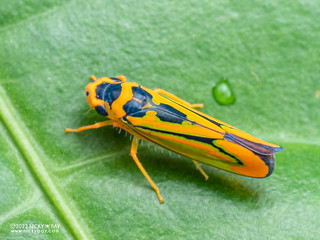 Leafhopper (Soosiulus sp.) - P6078475