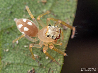 Jumping spider (Noegus sp.) - P6078436