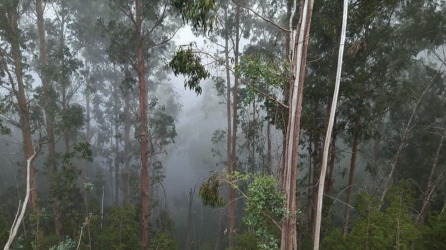 Portugal , M auf Madeira, Eukalyptus - Bäume im dichten Nebel, 79886/20886