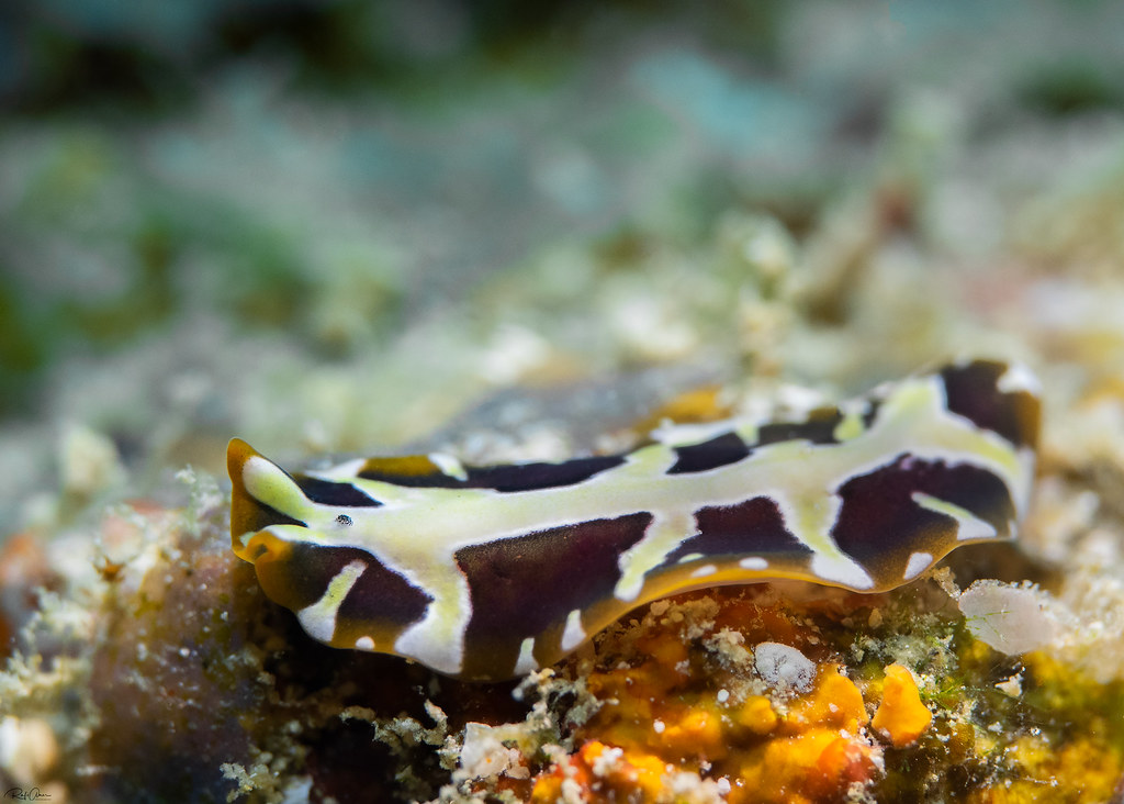 Pseudoceros zebra | for More marine life, please visit my si… | Flickr