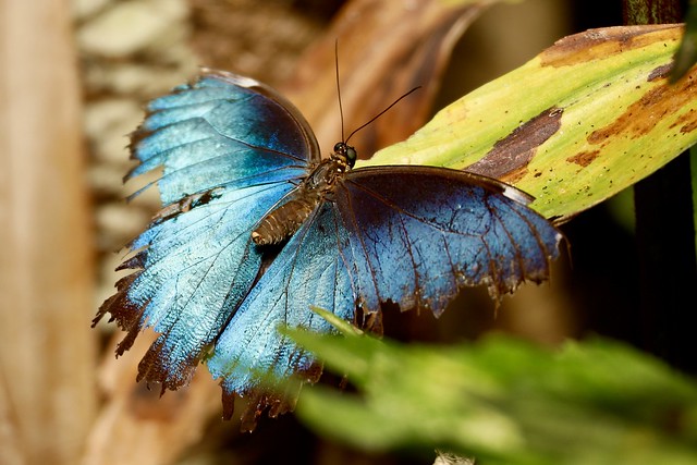 Blue tropical butterfly (Vlindertuin 