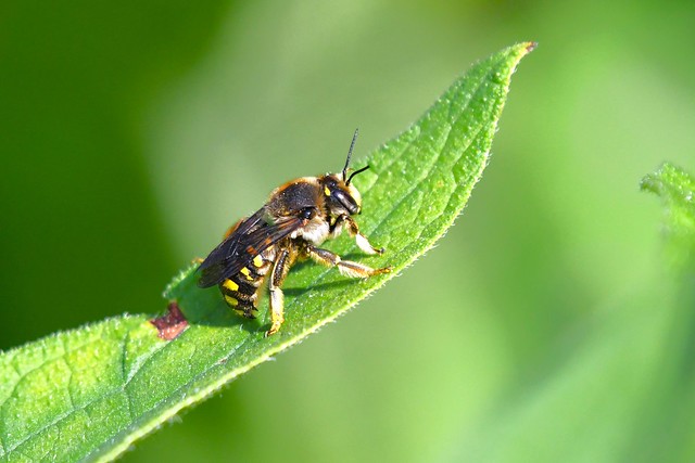 Abeille cotonnière - Anthidium manicatum - Wool-carder bee