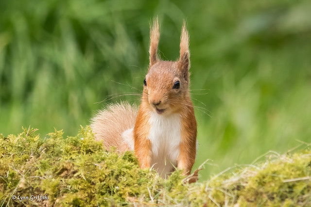 Red Squirrel - Happy Chap 503_4981.jpg