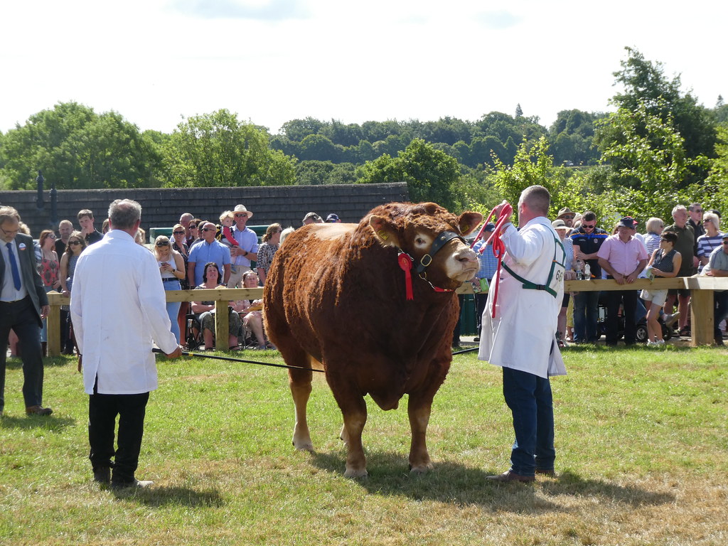 Champion Bull at The Great Yorkshire Show 2022