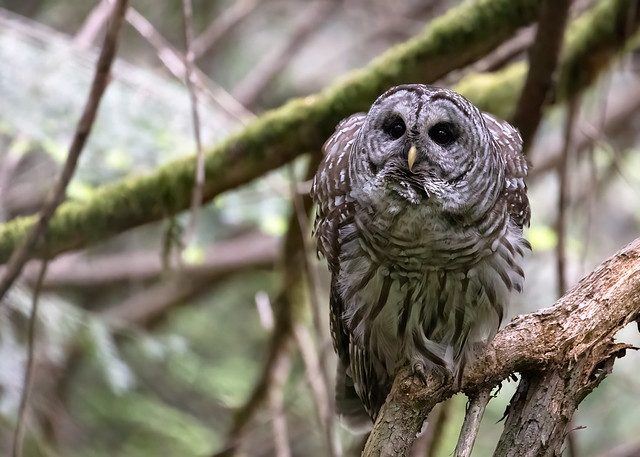 Barred Owl (Strix varia varia) - 20220601-08