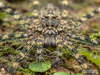 Long-legged water spider (Syntrechalea sp.) - P6078605