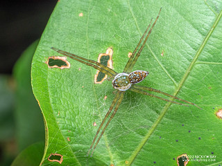 Fishing spider (Thaumasia sp.) - P6078479