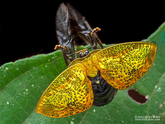 Golden tortoise beetle (Hybosa sp.) - P6088927