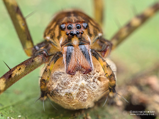 Nursery web spider (Pisauridae) - P6088790