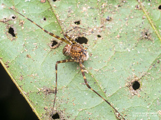 Nursery web spider (Thaumasia sp.) - P6088785