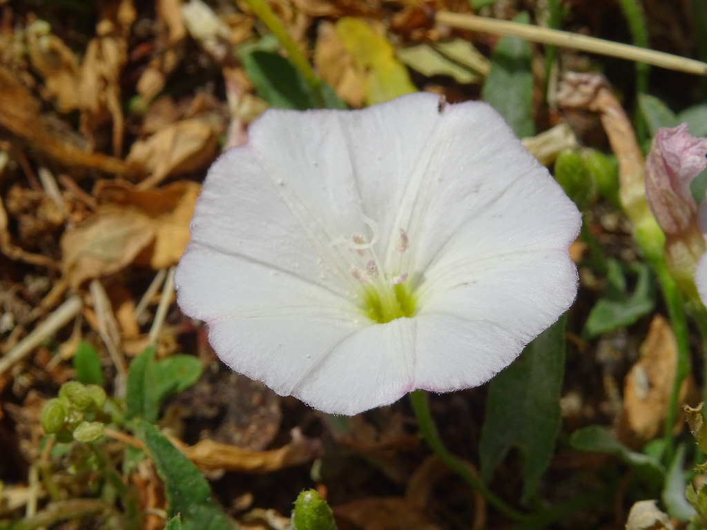 Liseron des champs, Convolvulus arvensis, Convolvulacées