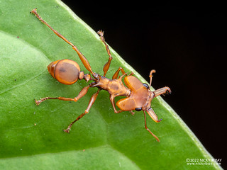 Ant (Daceton armigerum) - P6088856
