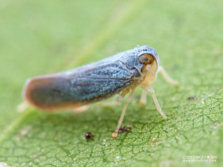 Planthopper (Meenoplidae) - P6088825