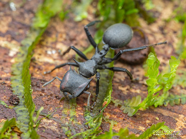 Giant turtle ant (Cephalotes atratus) - P6078653