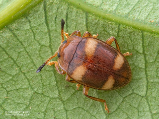 Handsome fungus beetle (Epopterus flavolineatus) - P6078628