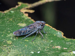 Leafhopper (Cicadellidae) - P6078535