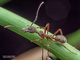 Odorous ant (Dolichoderus attelaboides) - P6078519