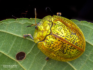 Golden tortoise beetle (Hybosa sp.) - P6088928