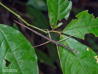 Stick insect (Oreophoetini) - P6088817