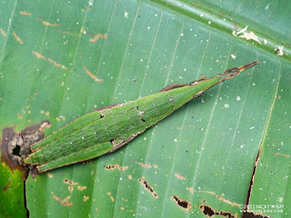 Gaudy grasshopper (Omura congrua) - P6078717