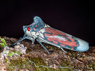 Leafhopper (Proconia sp.) - P6078564